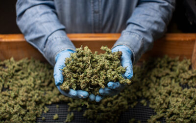 North Carolina Bill Proposes Cannabis Legalization and Regulation