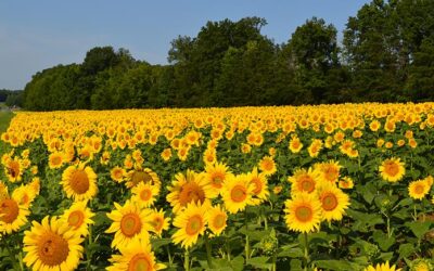 NCDOT Celebrates 2024 Wildflower Award Winners