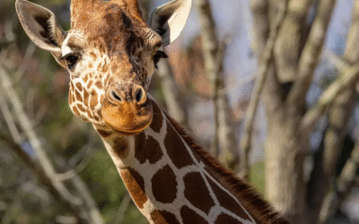Giraffe Leia Dies at North Carolina Zoo Following Medical Procedure