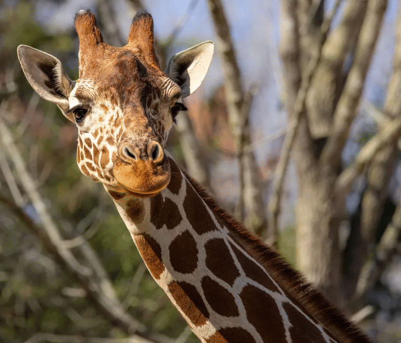 Giraffe Leia Dies at North Carolina Zoo Following Medical Procedure