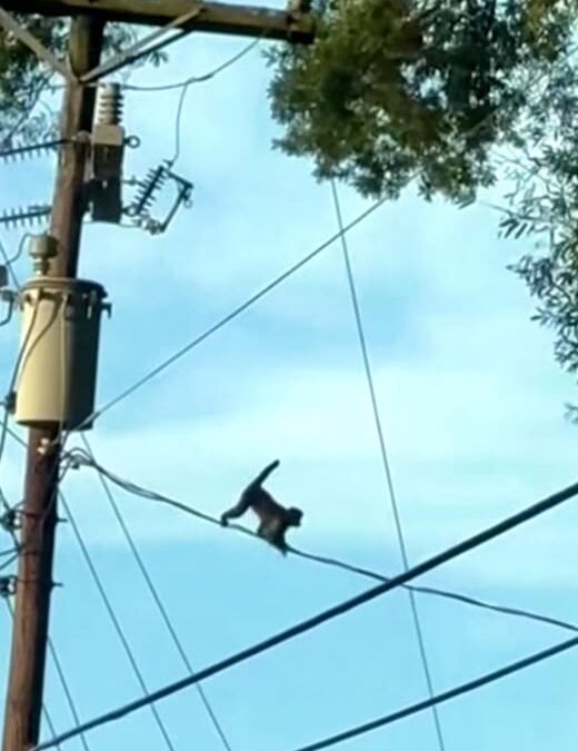 Escaped Capuchin Monkey Struck by Vehicle in Troutman, Returned to Owner