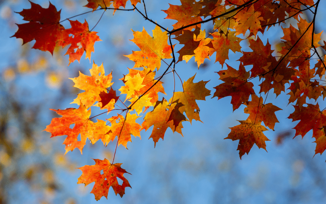 Loose-leaf collection to begin October 20 in Statesville